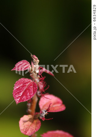 オオバベニガシワ オオバベニガシワ 6634829