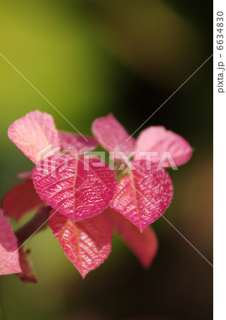 オオバベニガシワ オオバベニガシワ 6634830