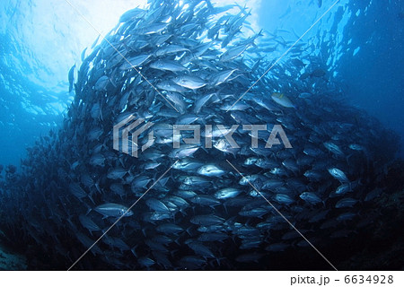 ギンガメアジの群れ 6634928