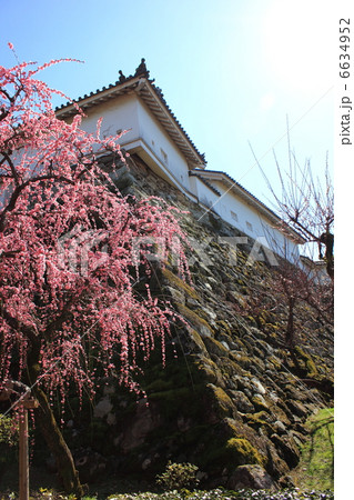光り輝く早春の高知城　梅の華やぎと太陽の光　２月２０日撮影　 6634952