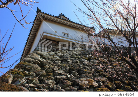 光り輝く早春の高知城 梅の華やぎ 2月20日撮影 光り輝く早春の高知城 梅の華やぎ 2月20日撮影 6634954