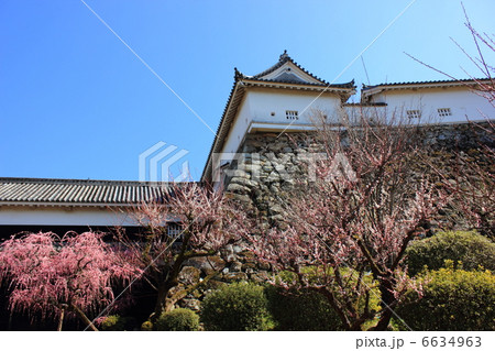 光り輝く早春の高知城　梅の華やぎと本丸　２月２０日撮影 6634963