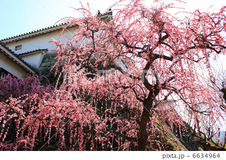 光り輝く早春の高知城 梅の華やぎと本丸 2月20日撮影 光り輝く早春の高知城 梅の華やぎと本丸 2月20日撮影 6634964