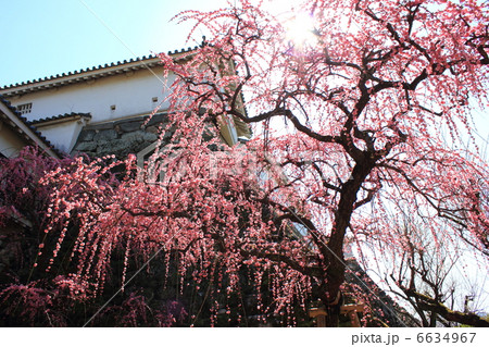 光り輝く早春の高知城　梅の華やぎと本丸　２月２０日撮影 6634967