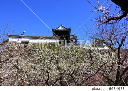 光り輝く早春の高知城　梅の華やぎと本丸　２月２０日撮影 6634973