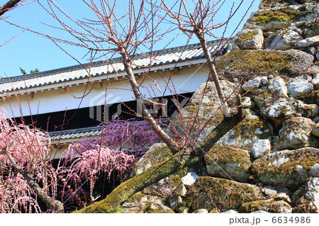 光り輝く早春の高知城　梅の華やぎと詰門　２月２０日撮影 6634986