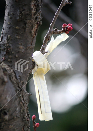 願い 願い 6635044