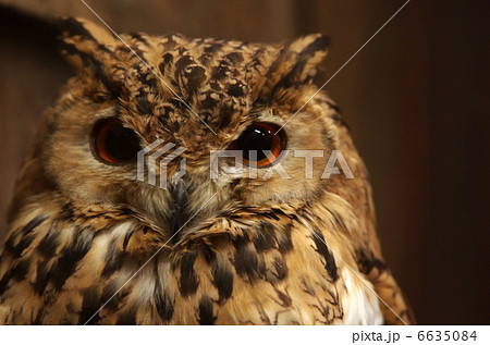 ファラオワシミミズク 6635084