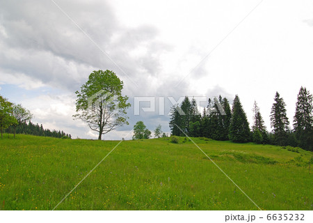 lonely tree lonely tree 6635232
