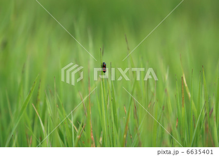 bug on top of grass (with telephoto lens) 6635401