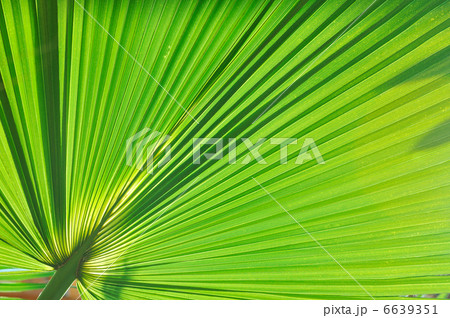 palm background 6639351