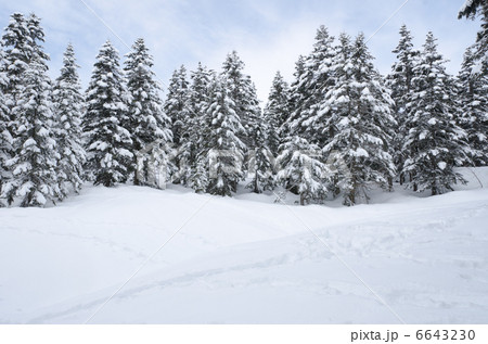 雪を被るトドマツ（北アルプス・西穂高岳） 6643230