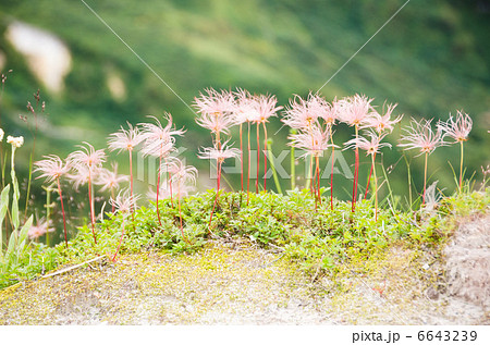 チングルマの綿毛 6643239