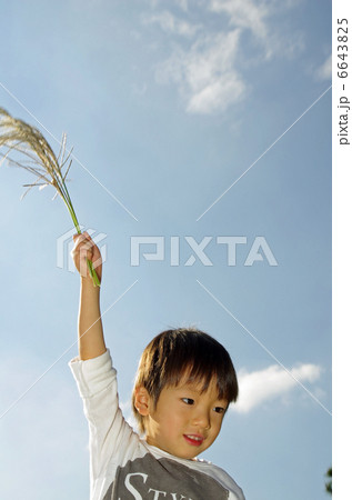 ススキを持って遊ぶ子供 6643825