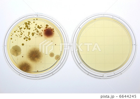 ハウスダストの付着菌培養 6644245