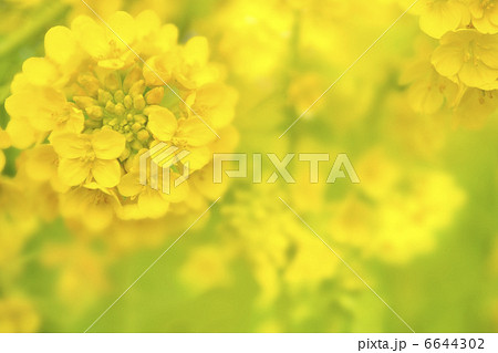 菜の花 6644302
