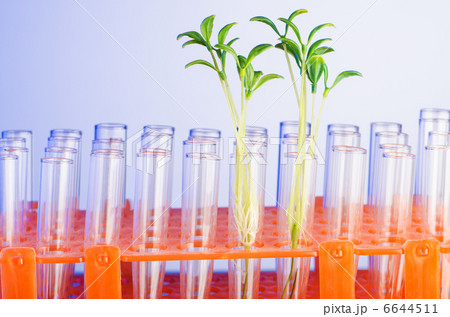Lab experiment with green seedlings 6644511