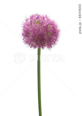 ギガンジウム 6644693