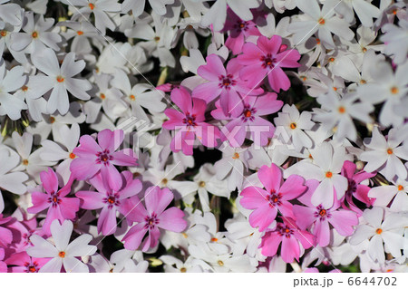 芝桜のアップ 6644702