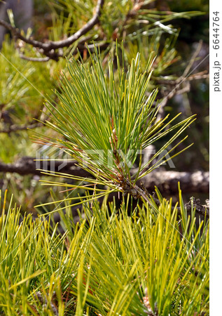樹木・クロマツ マツ科 樹木・クロマツ マツ科 6644764