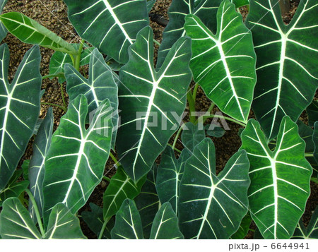アロカシア 6644941