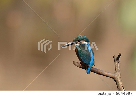 枝に止まるカワセミくん ~その参 枝に止まるカワセミくん ~その参 6644997