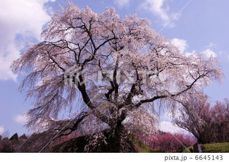 又兵衛桜 6645143