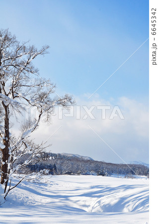 樹林のシルエット 6645342