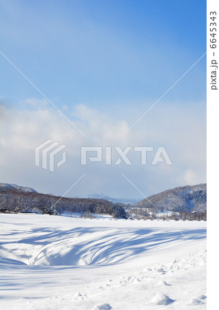 樹林のシルエット 6645343