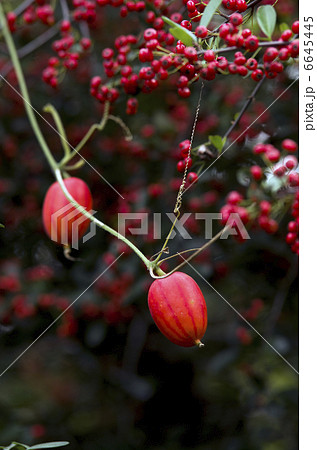 カラスウリとピラカンサ 6645445