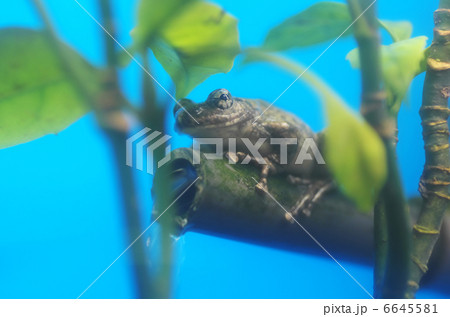カジカガエル カジカガエル 6645581