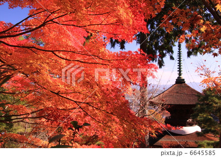 常寂光寺 多宝塔の紅葉 常寂光寺 多宝塔の紅葉 6645585