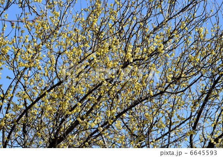 ロウバイ(蝋梅) ロウバイ(蝋梅) 6645593