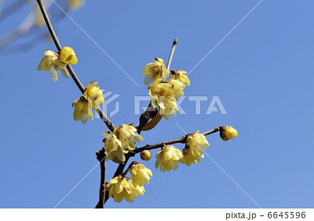 ロウバイ（蝋梅） 6645596