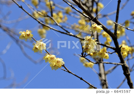 ロウバイ（蝋梅） 6645597