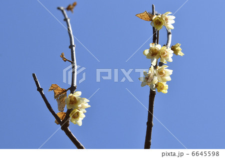 ロウバイ(蝋梅) ロウバイ(蝋梅) 6645598