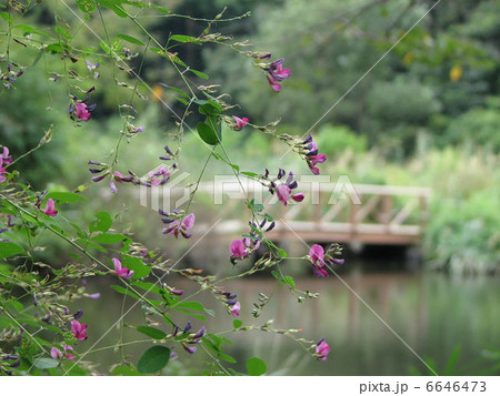 ハギ／自然教育園 6646473