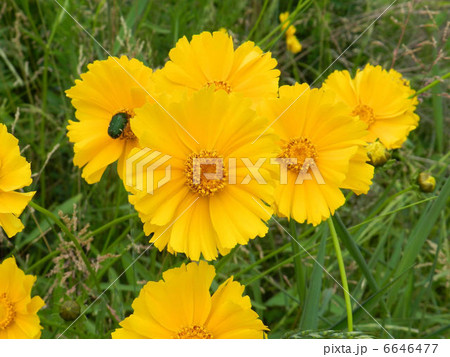 オオキンケイギク／浅川 6646477