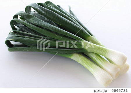 葉玉ネギ 葉玉ネギ 6646781