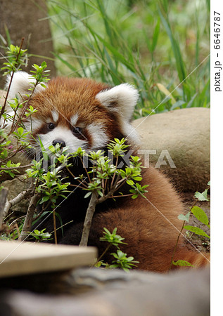 レッサーパンダ（子ども） 6646787