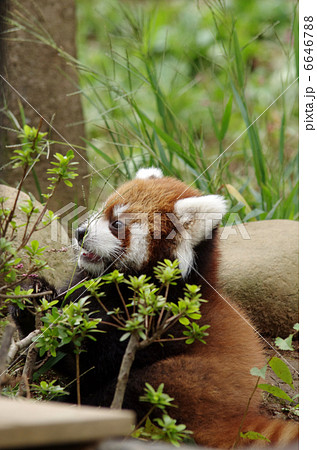 レッサーパンダ（子ども） 6646788