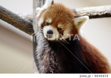 レッサーパンダ 6646859