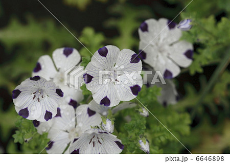 ネモフィラ・マクラタ 6646898
