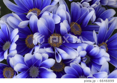 シネラリア 6646899