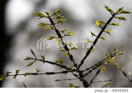 ニシキギの新緑 6646905