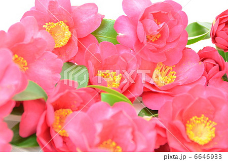 サザンカ サザンカ 6646933