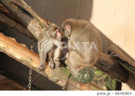 ニホンザルの親子（旭山動物園） 6646964