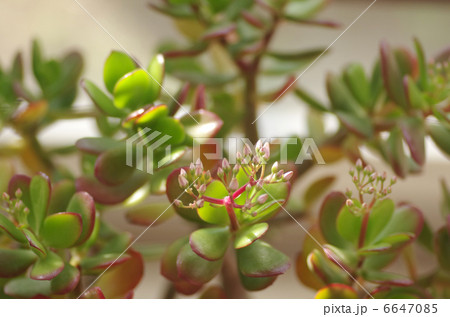 金のなる木 金のなる木 6647085