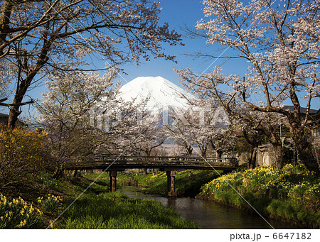 忍野八海の桜 6647182