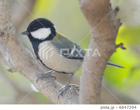 ｼｼﾞｭｳｶﾗ 6647204